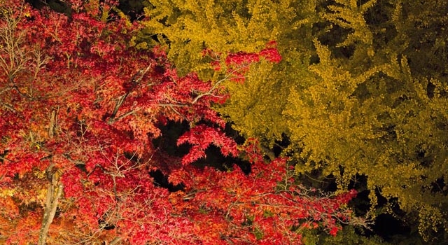 幻想的な意冨布良神社の紅葉