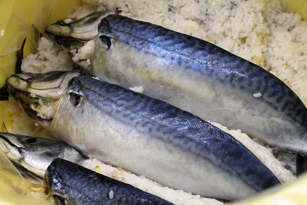 琵琶湖に鯖? - 長浜生活文化研究所(長浜暮らしノート)